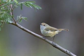 Brown Thornbill (Acanthiza pusilla), Victoria, Australia