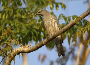 Barred Cuckooshrike (Coracina lineata), Queensland, Australia