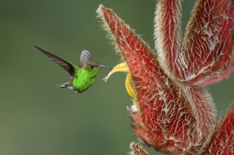 Coppery-headed Emerald (Elvira cupreiceps), Costa Rica