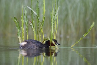 Little Grebe (Tachybaptus ruficollis), Saxony, Germany
