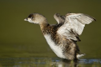 Pied-billed Grebe (Podilymbus podiceps), Texas, USA