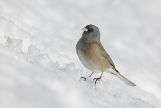 Pink-sided Junco (Junco hyemalis mearnsi), New Mexico, USA