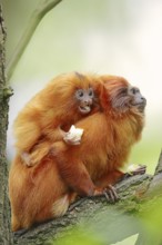 Golden lion tamarin (Leontopithecus rosalia), female with young, captive, occurrence in Brazil