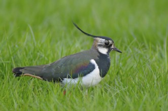 Kiebitz (Vanellus vanellus), Lapwing, im Prachtkleid, morgens, April, NSG Dingdener Heide,