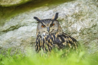 Eurasian eagle-owl (Bubo bubo) sitting on a rock in a stone wall, Bavaria, Germany