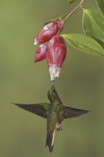 Buff-tailed Coronet (Boissonneaua flavescens), Ecuador