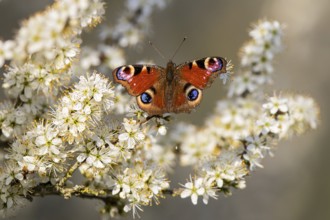 European Peacock Butterfly (Aglais io) sitting on white blossom of blooming tree in spring,