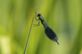 Banded demoiselle damselfly (Calopteryx splendens) adult male insect feeding on a small bug on a