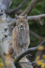 One Eurasian lynx, (Lynx lynx), sitting on fallen dead tree with a green natural background and
