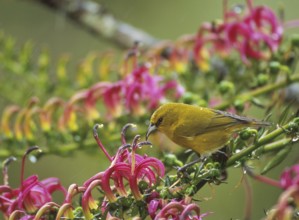 Kauai Amakihi (Chlorodrepanis stejnegeri) male, Hawaii, USA