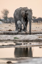 African elephant (Loxodonta africana), mother with young, drinking at the waterhole, reflection, at