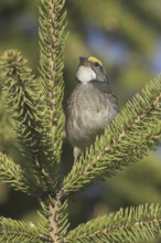 White-throated Sparrow (Zonotrichia albicollis), Ontario, Canada