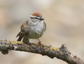 Chipping Sparrow, Spizella passerina, male perched in Saskatoon, Saskatchewan, Canada