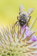 Westliche Honigbiene, Apis mellifera Western Honey Bee, Apis mellifera