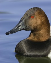 Canvasback (Aythya valisineria), Arizona, USA