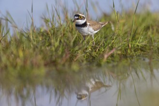 Little Ringed Plover, Little Plover, Little Plover, Charadrius dubius, Petit Gravelot, Chorlitejo