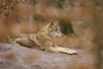 A wolf lies quietly on a hill in an autumnal forest, wrapped in rustic colours, Wolf (Canis Lupus),