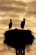 White Stork (Ciconia ciconia) nest, Brandenburg, Germany