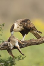 Northern Crested Caracara (Caracara cheriway) juvenile eats on carrion, Texas, USA