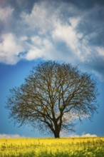 Old English oak (Quercus robur), on the Hödinger Berg, Hödingen, Lake Constance district, Upper