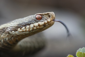 Adder (Vipera berus) in the moor, Goldenstedter Moor, Goldenstedt, Lower Saxony, Germany