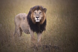 African Lion (Panthera leo) male alone in grassland, Masai Mara, Kenya