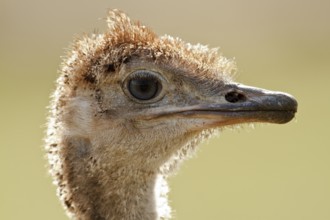 Common Ostrich (Struthio camelus) juvenile, Rhineland-Palatinate, Germany