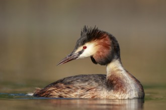 Great Crested Grebe (Podiceps cristatus), North Rhine-Westphalia, Germany