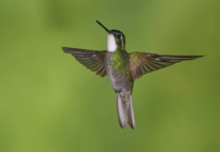 White-throated Mountain Gem (Lampornis castaneoventris) high in the mountains at San Gerrardo de
