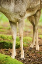 European fallow deer (Dama dama) stag, feet, detail, Bavaria, Germany