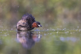 Little Grebe (Tachybaptus ruficollis), North Rhine-Westphalia, Germany