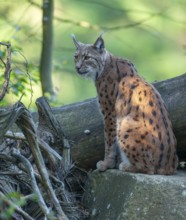 Eurasian lynx (Lynx lynx) sitting on a rock and looking attentively, captive, Bavarian Forest,