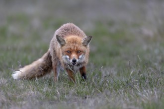 I am always fascinated by the look of the red fox (Vulpes vulpes), marked by life, injury to the