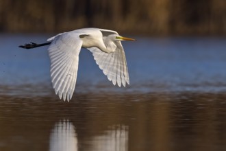 Great Egret (Ardea alba) flying, Saxony-Anhalt, Germany