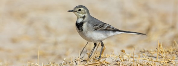 White wagtail, (Motacilla alba), songbird, Muntasar oasis, Salalah, Dhofar, Oman