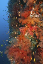 Many red orange soft corals (Dendronephthya) growing on steep wall Steep drop off steep reef wall