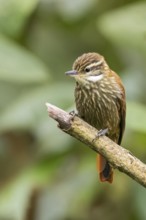 Streaked Xenops (Xenops rutilans) perched on a branch in Colombia, South America