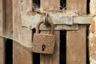 Fox (Vulpes vulpes), puppy, young fox, cute, Zandvoort, Netherlands