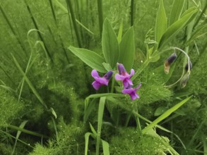 Pink flowers of the rice dye plant (peristrophe roxburghiana) with strong green leaves in a lush