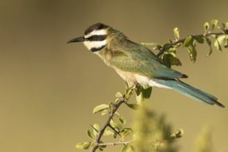 White-throated Bee-eater (Merops albicollis) perched on a branch, Samburu, Kenya