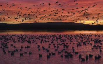 Snow Goose (Anser caerulescens), New Mexico, USA