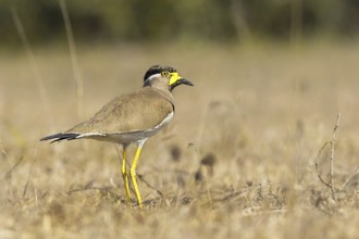 Yellow-wattled Lapwing (Vanellus malabaricus), West Bengal, India