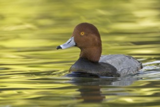 Redhead (Aythya americana) male, Arizona, USA