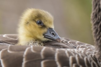 Greylag Goose (Anser anser) chick, Lower Saxony, Germany
