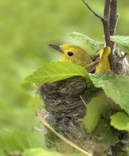 A female Yellow Warbler, Setophaga petechia, sitting on her nest in Saskatchewan, Canada