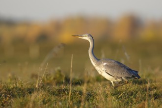 Grey Heron (Ardea cinerea) foraging, North Rhine-Westphalia, Germany