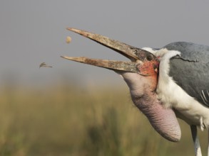 Marabou Stork (Leptoptilos crumenifer) feeding on a large catfish, Chobe, Botswana