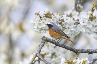 Common Redstart (Phoenicurus phoenicurus) male, North Rhine-Westphalia, Germany