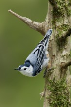 White-breasted Nuthatch (Sitta carolinensis) climbs down a tree, Maine, USA