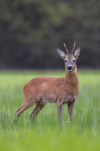 European roe deer (Capreolus capreolus) adult buck, male foraging in grassland, meadow at forest